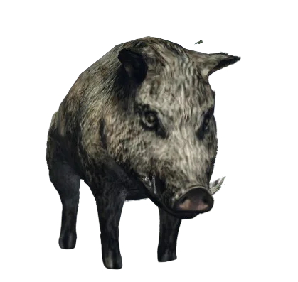 Javali
