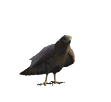 Falcão
