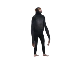 Chimp