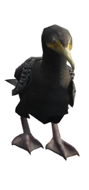 Cormorão