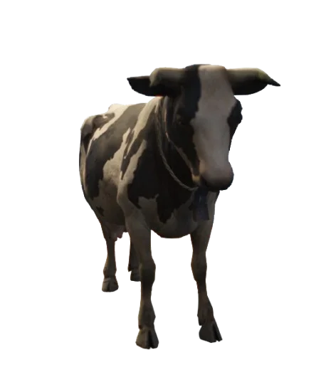 Vaca