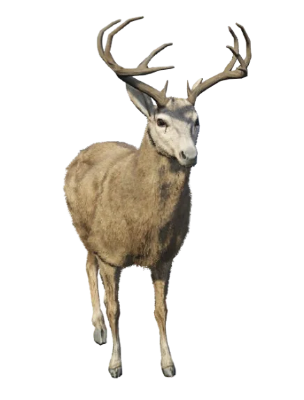 Veado