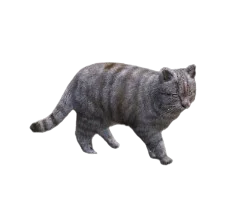 Gato Gris