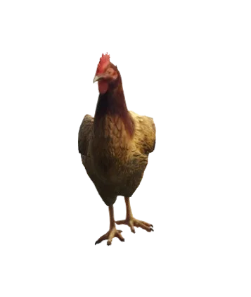 Galinha