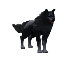 Lobo Sirius
