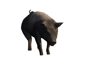 Porco