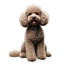 Poodle