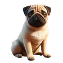 Pug