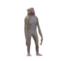 Rhesus