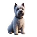 Westy